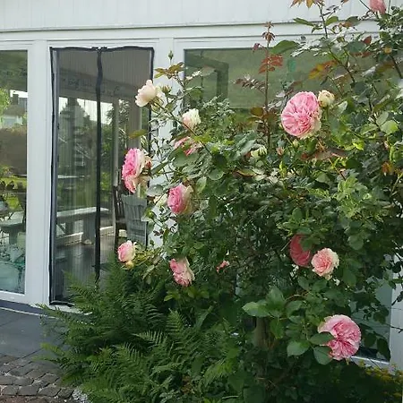 Jani Breitscheid (Hessen)