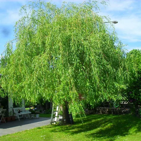 Panzió Jani